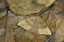 Moth, species unknown, camouflaged among leaves, Monte Verde, Costa Rica