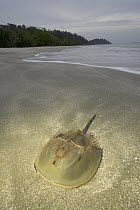 Horseshoe Crab (Tachypleus sp) at shoreline, Selangor, Peninsular Malaysia