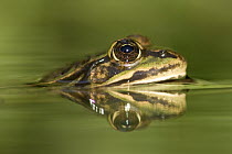 Edible Frog (Rana esculenta) reflected in pond, Germany
