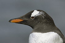 Gentoo Penguin (Pygoscelis papua) profile, South Georgia Island