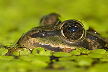 Edible Frog (Rana esculenta) in duckweed covered pond, Germany