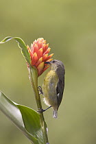 Bananaquit (Coereba flaveola) drinking nectar, Monte Verde, Costa Rica