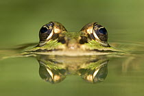 Edible Frog (Rana esculenta) with reflection, Germany