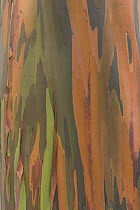 Gum Tree (Eucalyptus sp) bark detail, Costa Rica