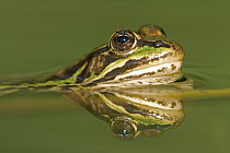 Edible Frog (Rana esculenta) with reflection in pond, Germany