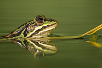 Edible Frog (Rana esculenta) with reflection, Germany