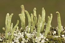 Cup Lichen (Cladonia sp) growing on fallen tree trunk, Germany