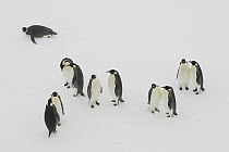 Emperor Penguin (Aptenodytes forsteri) group courting on ice floe, Weddell Sea, Antarctica