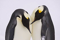 Emperor Penguin (Aptenodytes forsteri) pair courting, Weddell Sea, Antarctica
