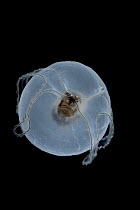 Sea Slug (Echinospira sp) larva swimming, Weddell Sea, Antarctica