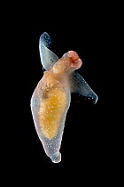 Naked Sea Butterfly (Clione limacina) portrait, Weddell Sea, Antarctica