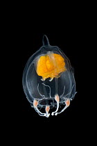 Jellyfish (Leuckartiara sp), Weddell Sea, Antarctica