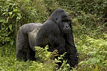 Mountain Gorilla (Gorilla gorilla beringei) silverback, Parc National Des Volcans, Rwanda
