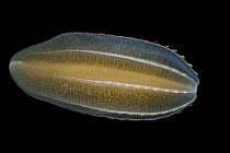 Ctenophore (Beroe cucumis) showing typical symmetrical combs made of cilia, Weddell Sea, Antarctica