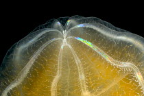Ctenophore (Beroe cucumis) detail showing typical symmetrical combs made of cilia and bioluminescent cells, Weddell Sea, Antarctica