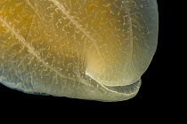 Ctenophore (Beroe cucumis) showing mouth, Weddell Sea, Antarctica