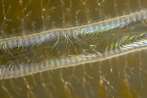 Ctenophore (Beroe cucumis) detail showing rows of bioluminescent cilia that make up its combs, Weddell Sea, Antarctica