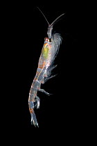 Antarctic Krill (Euphausia superba) with yellow algae in stomach, a small shrimp-like crustacean is the most important zooplankton in the Antarctic food web, Weddell Sea, Antarctica