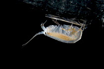 Amphipod (Eusiridae), Weddell Sea, Antarctica