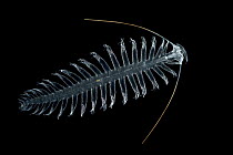 Polychaete (Tomopteris sp) showing parapodia, paddle-like structures, Weddell Sea, Antarctica