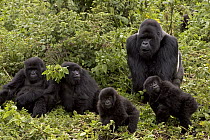 Mountain Gorilla (Gorilla gorilla beringei) Susa group showing male silverback, two females and two juveniles, Parc National Des Volcans, Rwanda