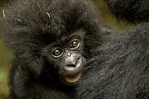 Mountain Gorilla (Gorilla gorilla beringei) baby, Parc National Des Volcans, Rwanda