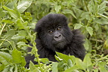 Mountain Gorilla (Gorilla gorilla beringei) juvenile, Parc National Des Volcans, Rwanda