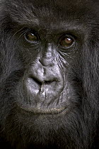 Mountain Gorilla (Gorilla gorilla beringei) female, Parc National Des Volcans, Rwanda