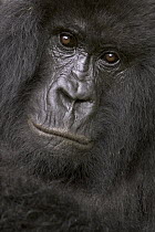 Mountain Gorilla (Gorilla gorilla beringei) female, Parc National Des Volcans, Rwanda