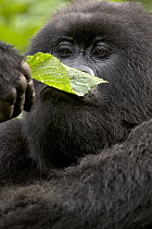 Mountain Gorilla (Gorilla gorilla beringei) female smelling leaf, Parc National Des Volcans, Rwanda