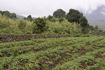 Farmland along the border of Parc National Des Volcans, Rwanda