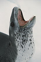 Leopard Seal (Hydrurga leptonyx) barking, Weddell Sea, Antarctica
