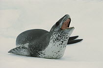 Leopard Seal (Hydrurga leptonyx) on ice, calling, Weddell Sea, Antarctica