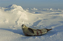 Crabeater Seal (Lobodon carcinophagus) wounded by Leopard Seal (Hydrurga leptonyx), Weddell Sea, Antarctica