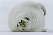 Crabeater Seal (Lobodon carcinophagus) laying on side in snow, front view, Weddell Sea, Antarctica