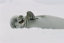 Crabeater Seal (Lobodon carcinophagus) yawning, Weddell Sea, Antarctica