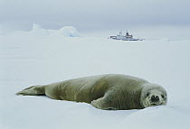 Crabeater Seal (Lobodon carcinophagus) resting on ice with expedition boat in background, Weddell Sea, Antarctica