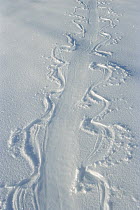 Crabeater Seal (Lobodon carcinophagus) tracks in snow, Weddell Sea, Antarctica