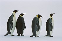 Emperor Penguin (Aptenodytes forsteri) four walking in a line, Weddell Sea, Antarctica