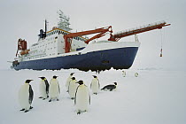 Emperor Penguin (Aptenodytes forsteri) group visiting the icebreaker Polarstern, Weddell Sea, Antarctica