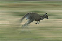 Eastern Grey Kangaroo (Macropus giganteus) female jumping, Wilson's Promotory National Park, Australia
