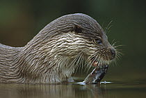 European River Otter (Lutra lutra) eating trout, Europe