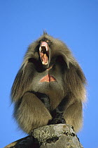 Gelada Baboon (Theropithecus gelada) male, yawning, Simien Mountains, Ethiopia
