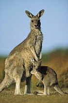 Eastern Grey Kangaroo (Macropus giganteus) joey reaching into mother's pouch, Wilson's Promontory National Park, Australia