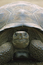 Galapagos Giant Tortoise (Chelonoidis nigra) portrait, Isabella Island, Galapagos Islands, Ecuador