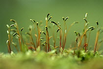 Moss detail showing fruiting heads with spore capsules, Europe