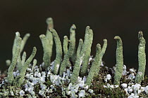 Cup Lichen (Cladonia sp) growing on fallen tree trunk, Germany
