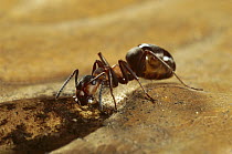 Red Wood Ant (Formica rufa) drinking from puddle on leaf, Hessen, Germany