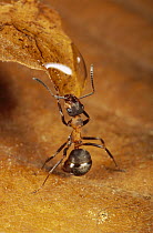 Red Wood Ant (Formica rufa) drinking from water droplet, Hessen, Germany