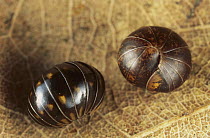 Common Pillbug (Armadillidium vulgare) pair rolled into defensive balls, Europe